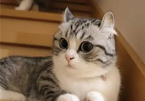 呆萌小猫咪安静图片_超安静的小猫咪