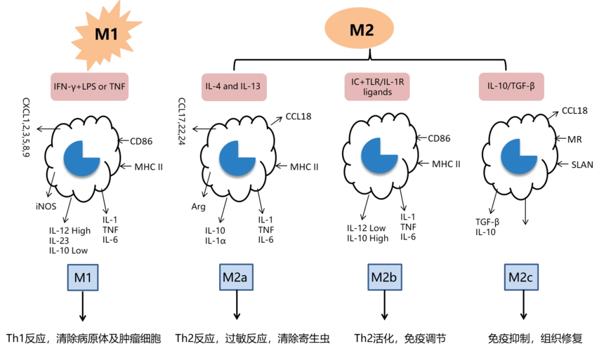 图4:不同巨噬细胞亚型功能▲▼病毒感染调控巨噬细胞极化过程▼▲在