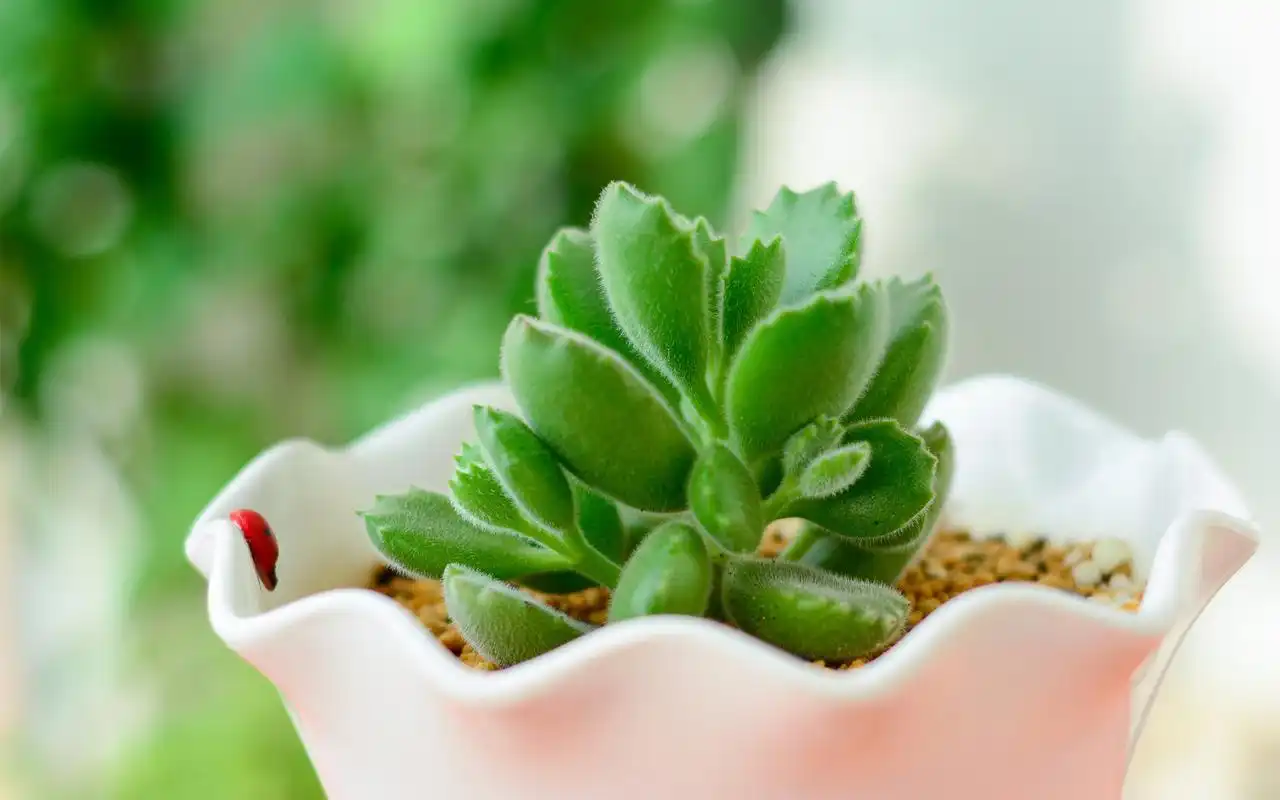 小清新绿色护眼高清精选桌面壁纸下载