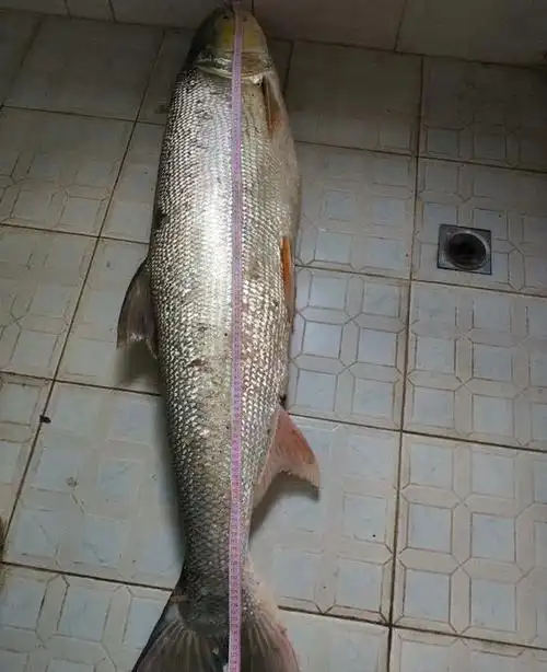 男子盐城小河中钓获70斤巨型"黄箭鱼",村民:大量小鱼被捕食