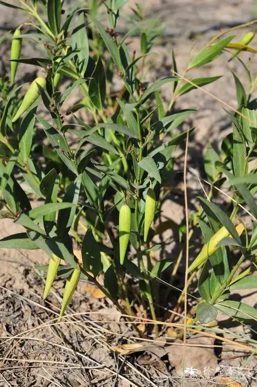 中文名(chinese name):柳叶白前学名(scientific nam