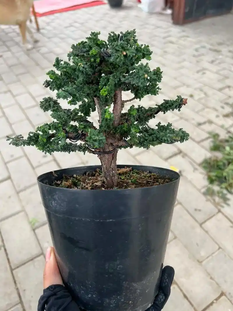 石化桧.稍微编扎下就很好看了#盆景 #盆栽 #园艺 - 抖音