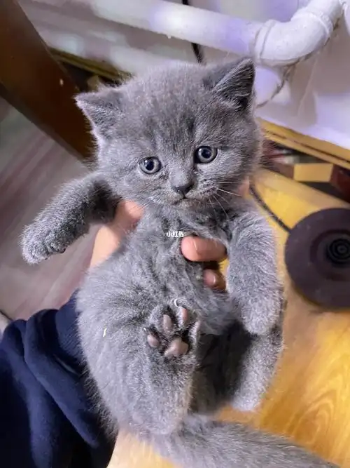 西安英短蓝猫找主人