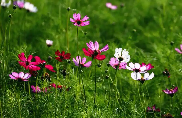 草原上的格桑花