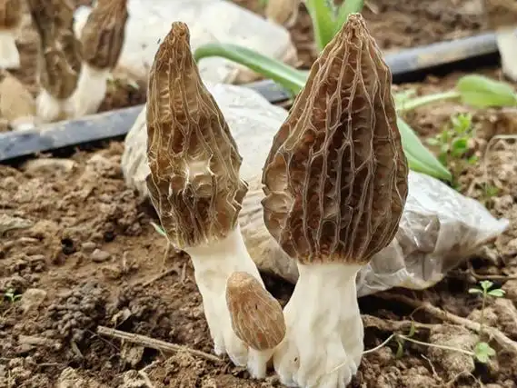 宜阳林下羊肚菌生出致富根