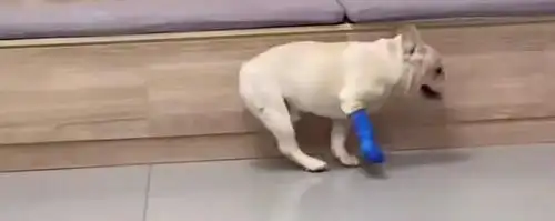 74斗牛犬医院大逃亡一瘸一拐奋力出逃