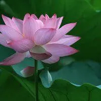 好看的头像图片微信风景荷花_微信头像图片大全