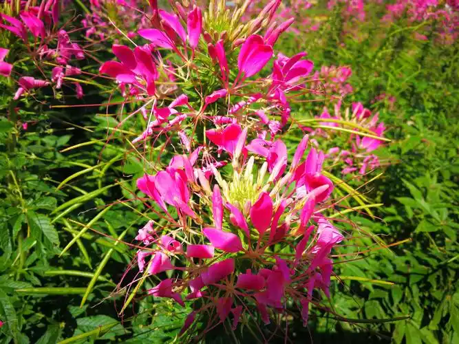 娇艳美丽的迷人的醉蝶花 ,引无数蝴蝶醉恋舞翩阡.