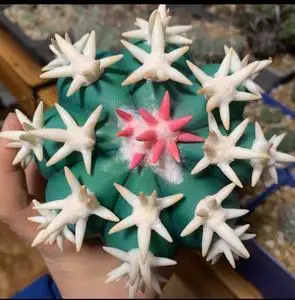 仙人球顶级白刺翠平丸