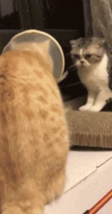 萌宠笑死人搞笑可爱gif动图_动态图_表情包下载_soogif