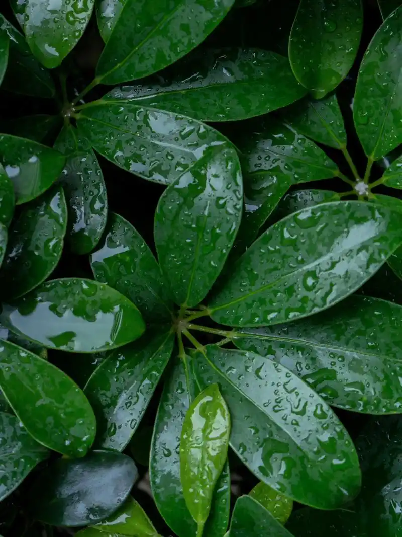 拍摄护眼壁纸 看起来就很安静的颜色,还有水露,很适合自己当屏保用