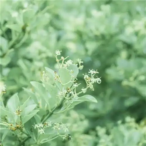 素雅清新花朵头像 花的头像 风景 清新 淡雅_植物头像_头像屋