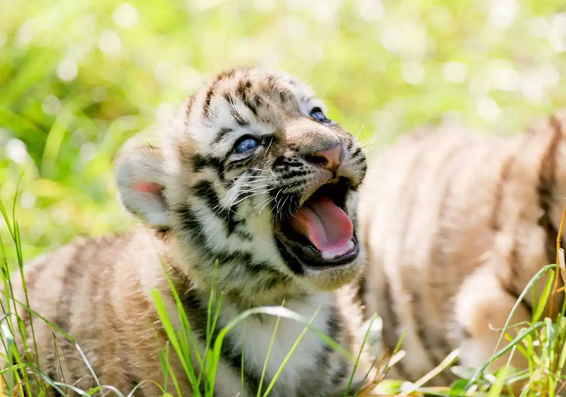 老虎小时候也太可爱了,奶凶奶凶的[亲吻][亲吻][亲吻]#小老虎