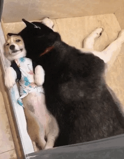 搞笑gif动图恶搞的周末开始我已经笑出猪叫声了