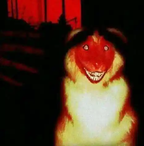 jpg的微笑的狗恐怖原图突然在网上被传开了,在这张微笑的狗恐怖原图中