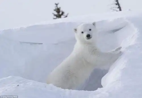 实拍可爱卖萌北极熊 挥手作揖萌翻众人