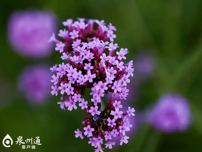 泉州版"普罗旺斯" 紫色浪漫初绽放