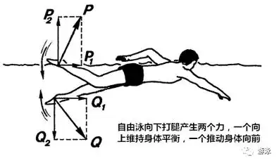 【教练之家】自由泳20节课教案(教练收藏版)