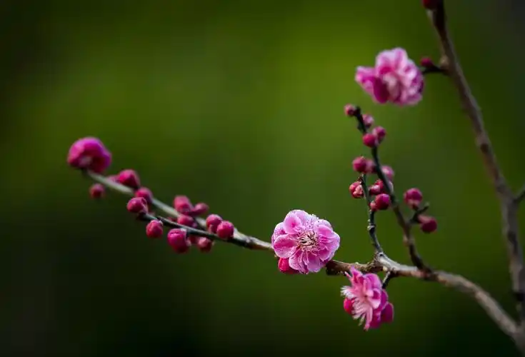 诗情画意红梅花二