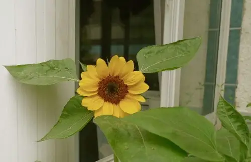 朋友圈背景图 鲜花 意境图片 ins风简约风格 - 堆糖,美图壁纸兴趣社区