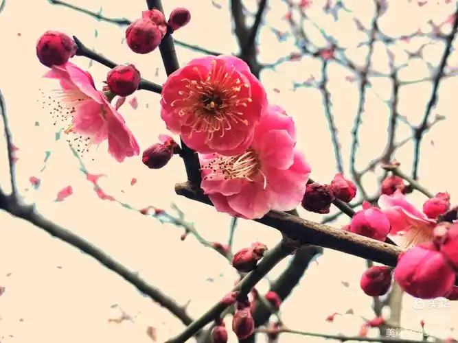 【寻找春天】红梅公园探梅赏梅记(手机拍)