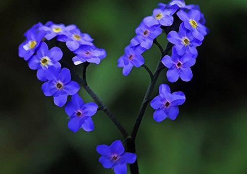 勿忘我开有浅蓝色的小花,其背后还有一段悲凉但又美丽的爱情故事哦!