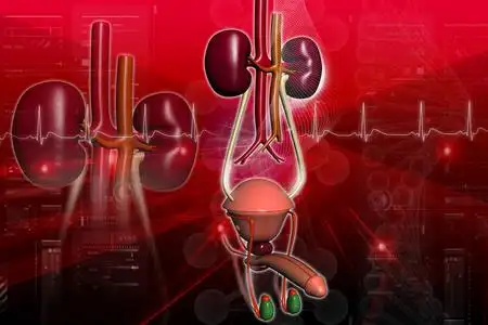 男性门诊泌尿科医生解剖关于阴茎和男性的尿的体系为生理学教育轻度