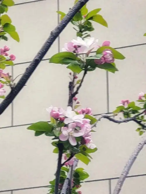 西府海棠的花语你知道吗