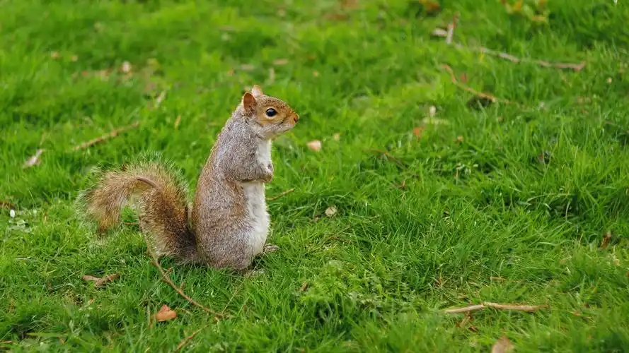 松鼠squirrel壁纸【1】(动物静态壁纸) - 静态壁纸下载 - 元气壁纸