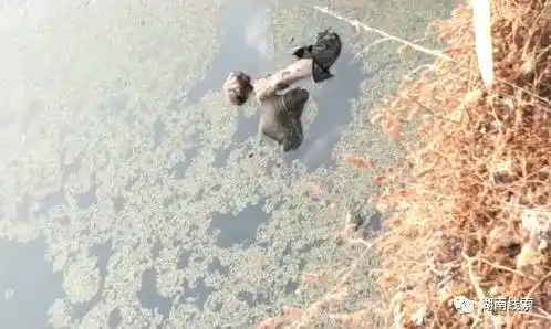 清晨在水塘边发现人浮在水面!(请大家帮忙找找家属)