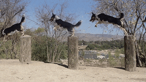 500_281gif 动态图 动图