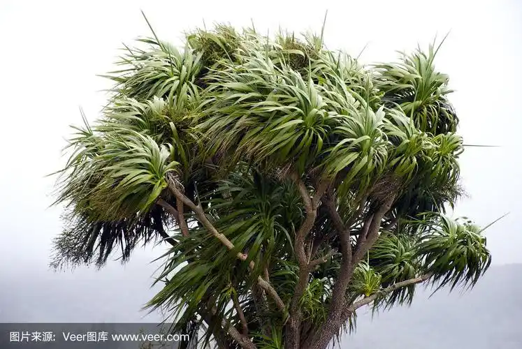 风白菜树,新西兰