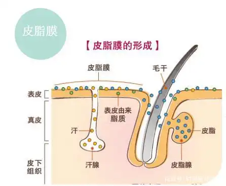 时雨老师-天然守护神"皮脂膜"