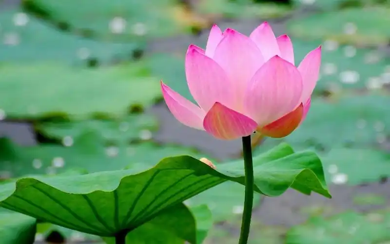 美丽的莲花,粉红色的花瓣,池塘,叶子 壁纸 - 1680x1050