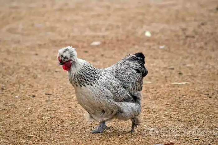 黑色和白色的鸡