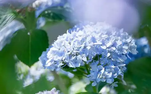 花团锦簇的绣球花,图库-回车桌面