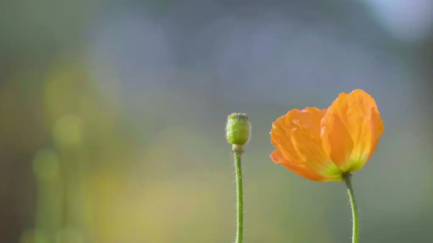 4k独立于微风中的唯美郁金香花朵意境空镜