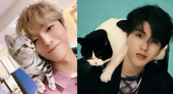 蔡徐坤学猫叫表情真逗,陈立农晒和猫咪自拍,爱猫男孩你pick哪个?