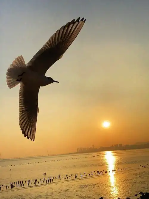 深圳湾海鸥