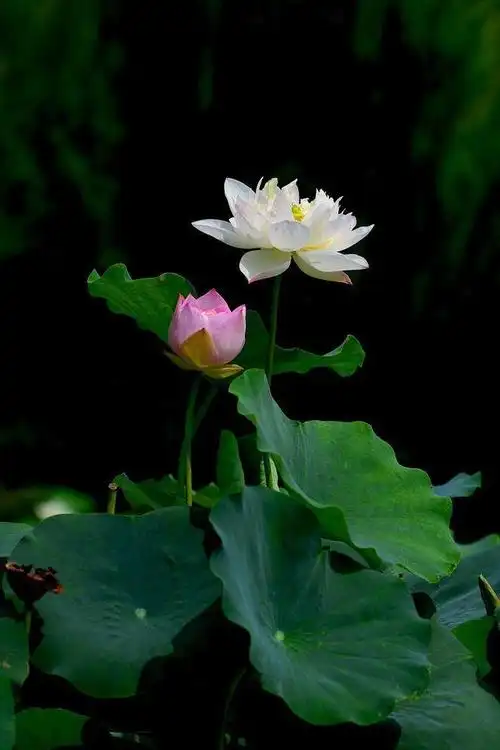 常温爱莲说永羡莲高洁