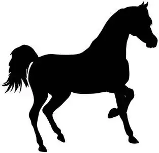 饲养马精美的矢量动画剪影 ― ― 黑白色.eps 10 矢量图照片