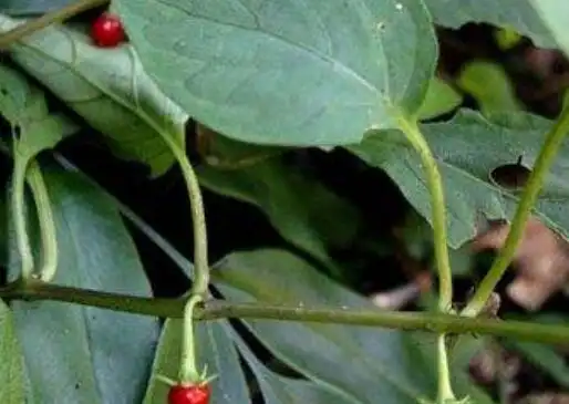 白莲草的作用与功效