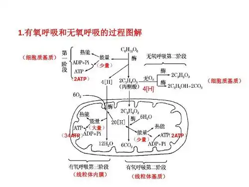 光合作用和呼吸作用专题解读与例析及练习答案ppt