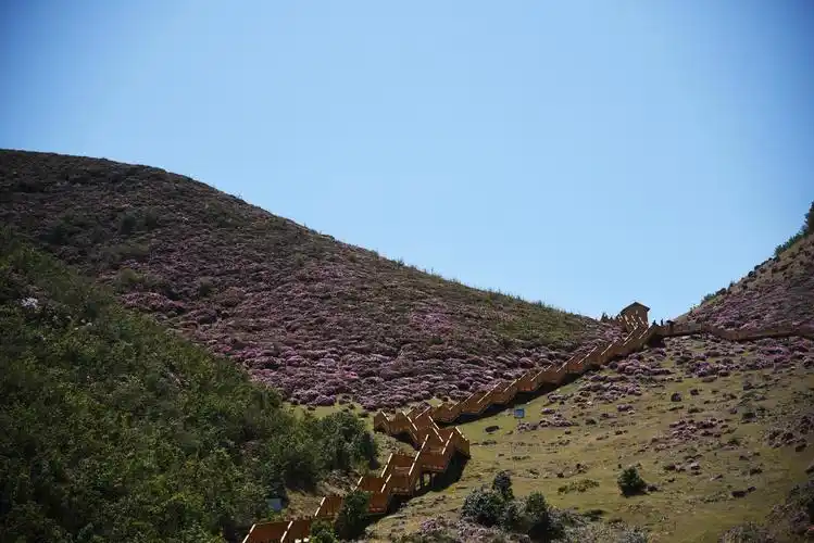 禄劝马鹿塘4000亩野生杜鹃绽放迎客