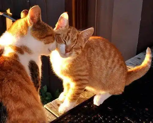 猫咪真的高冷吗?从微动作看猫咪的感情表现