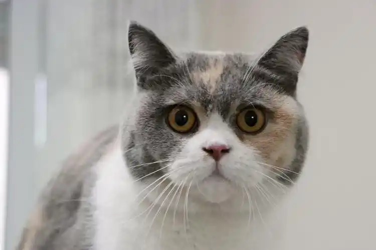 沐米宠物 英国短毛猫|英短三花色