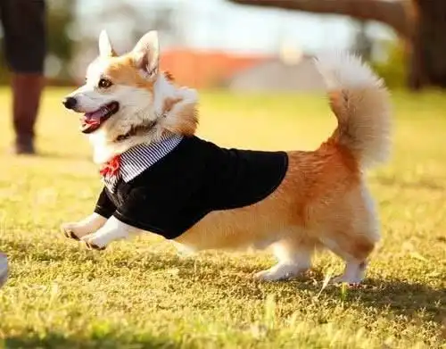 有着尾巴的柯基笑得更加可爱 - 柯基是什么狗狗图片 - 实验室设备网