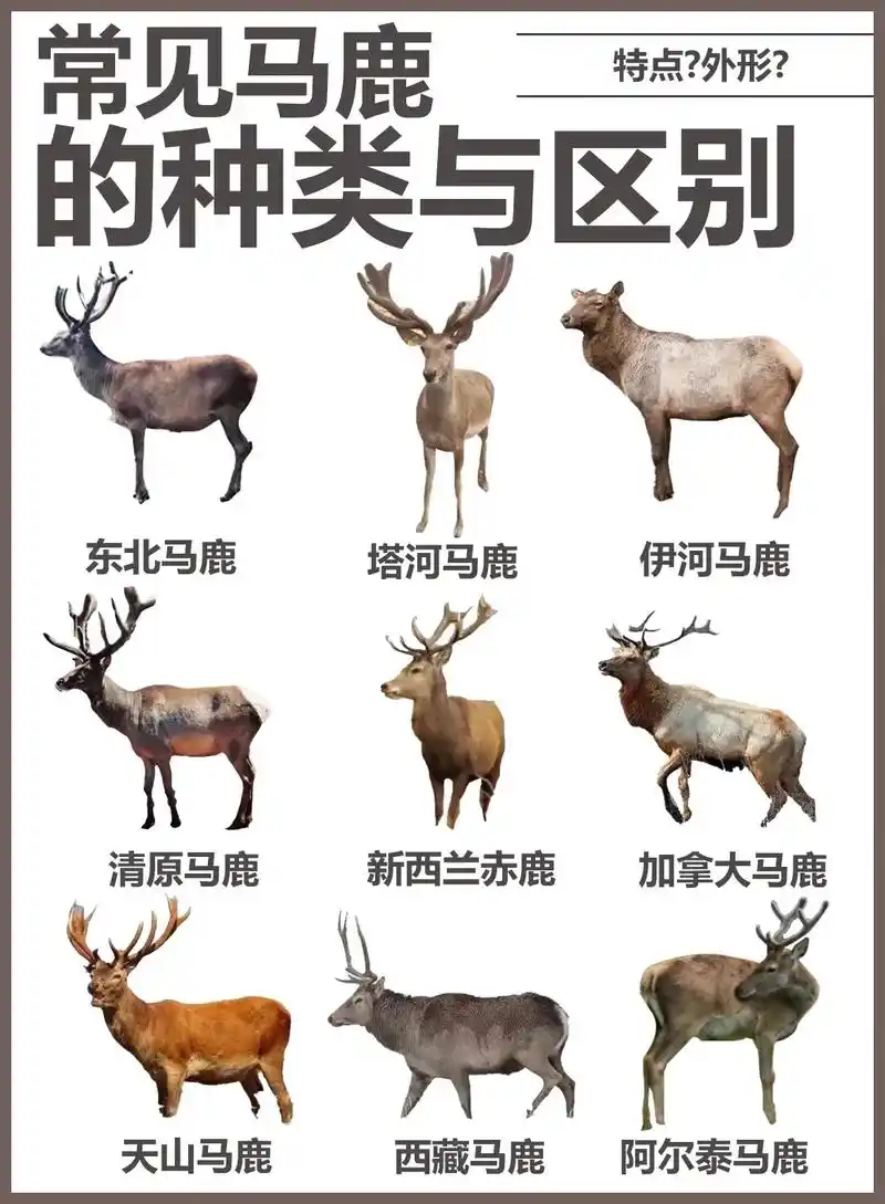 常见马鹿的种类与区别.马鹿(学名:cervus canade - 抖音