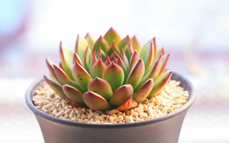 多肉小植物清新电脑桌面壁纸