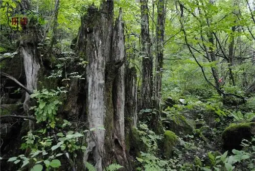 【五一】ab队 神农架无人区扎营,追寻野人足迹,赏满山杜鹃花!